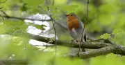 Wildlife Hospital Warns Robin Lovers of Deadly Glue Trap Danger