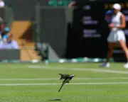 Wimbledon Diary: Tech Bunkers, Nesting Wagtails, and Safe Records