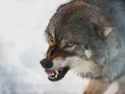 Wolf attack advice issued to Danish tourists: 'show dominance'