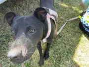 Woman Avoids Prison After Strangling Puppy for Chewing Belongings
