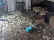 Woman banned from keeping animals after three dogs put down in 'dreadful' conditions