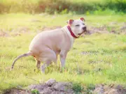 Woman Furious Over Neighbour's Dog Poo Pile-Up in Garden