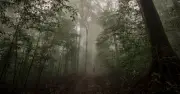 Woman Gang-Raped in Indian Forest While Collecting Wood; 11 Arrested