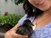 Woman Rescues Baby Moorhen from Dried-Up Cardiff Pond