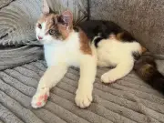 Woman's heartbreak as cat shot with air gun has to be put to sleep