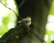 Wood Warbler's Return to Derbyshire After 50 Years Bittersweet