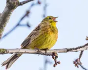 Yellowhammer Cheer Squad: Cycling Through Suffolk's Birdsong