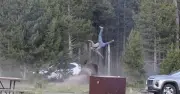 Yellowstone Bison Attack: Tourist Hurled 8 Feet, Breaks Hip