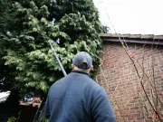 Your Legal Rights if a Neighbour's Tree Blocks Sunlight