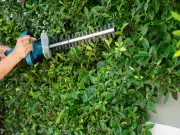Your Legal Rights If Neighbour's Hedge Grows Into Your Garden