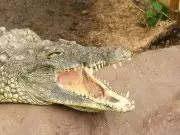 Zoo Owners Break Silence After Boy, 3, Thrown into Crocodile Enclosure