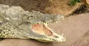 Zoo Owners Heartbroken After Boy, 3, Thrown Into Crocodile Enclosure