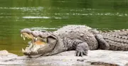 Zoo Reveals Rescue Details After Boy, 3, Thrown into Crocodile Enclosure