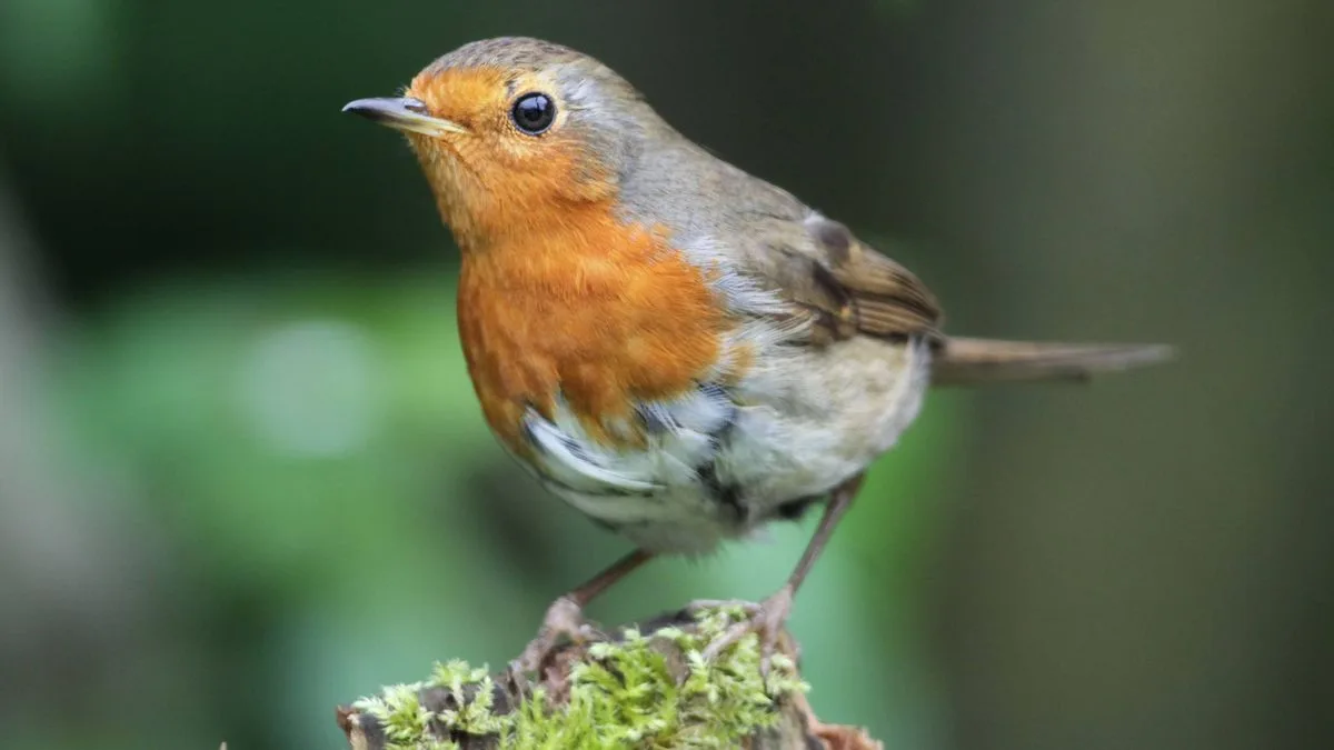 A 10-minute November task to keep robins returning to your garden