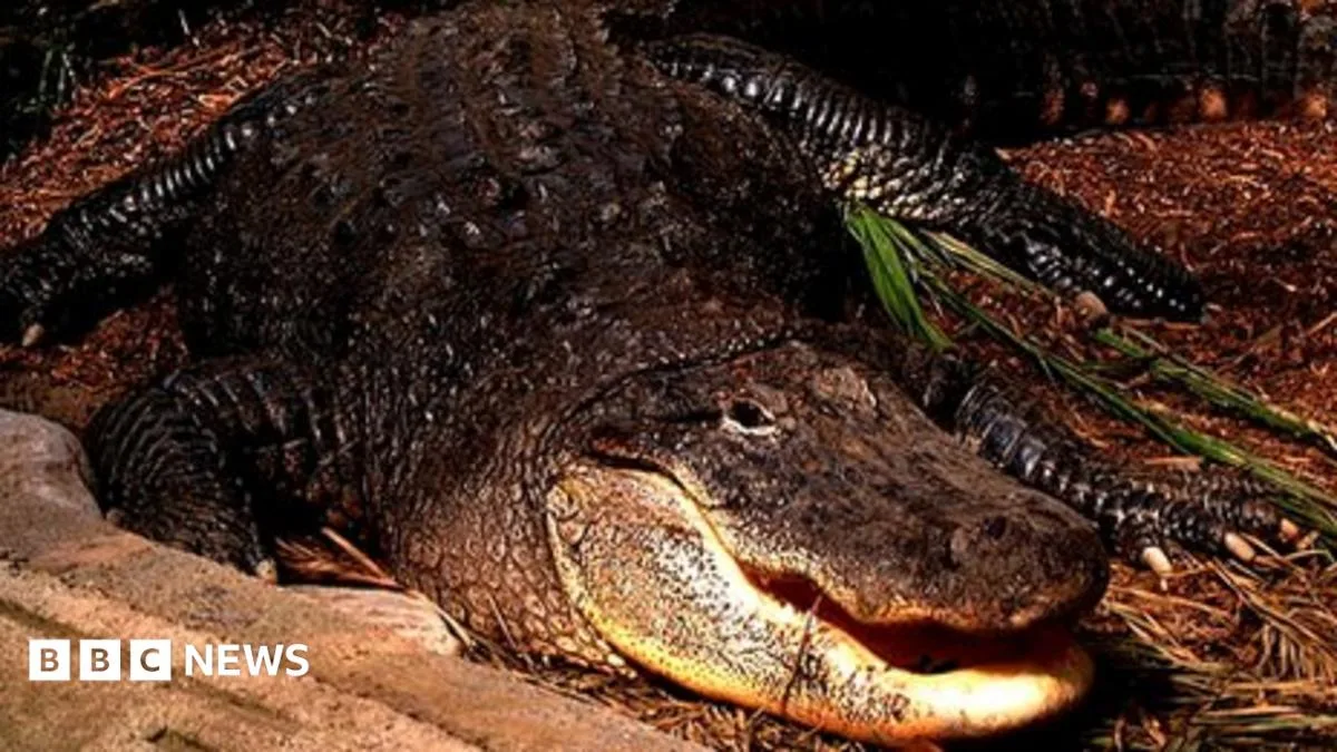 Alligator and venomous snakes seized in Cheshire raids