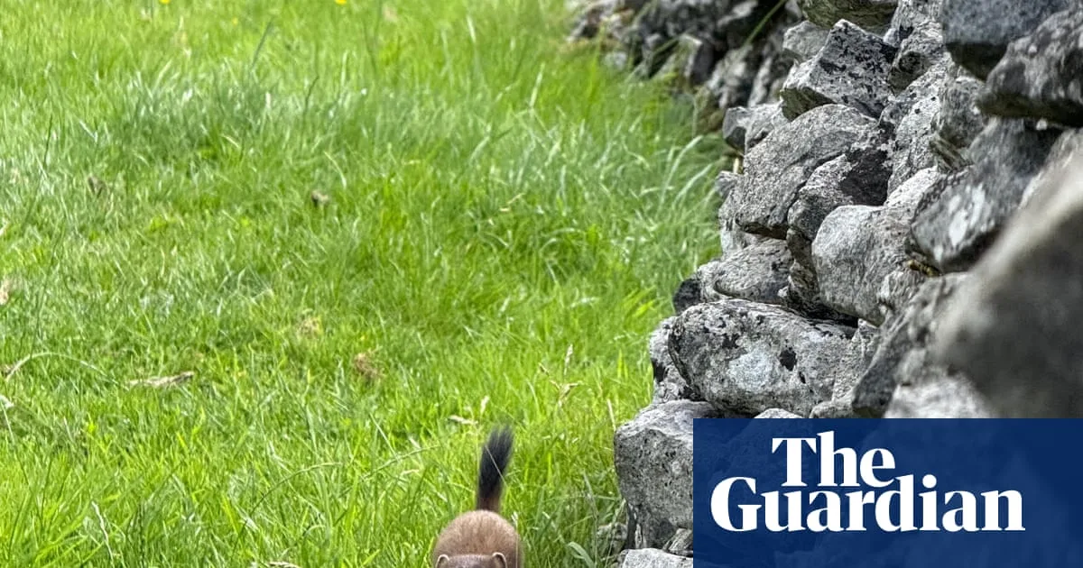 Stoat's acrobatics and brief rest observed in Derbyshire