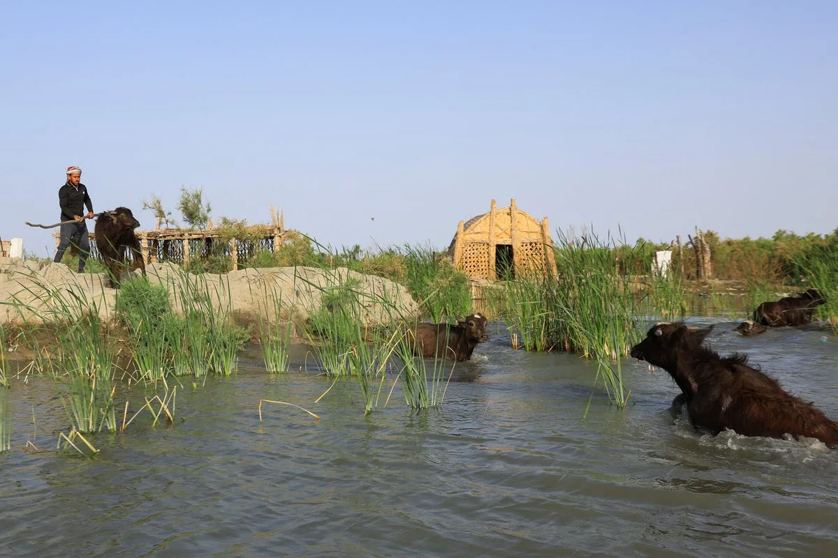 Iraq's historic marshes revive as waters return after years of drought