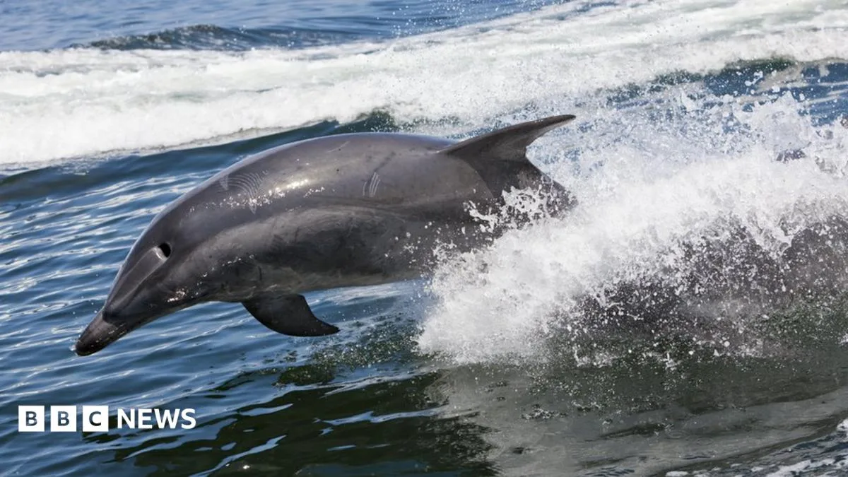 French mayor bans swimming over amorous dolphin's advances