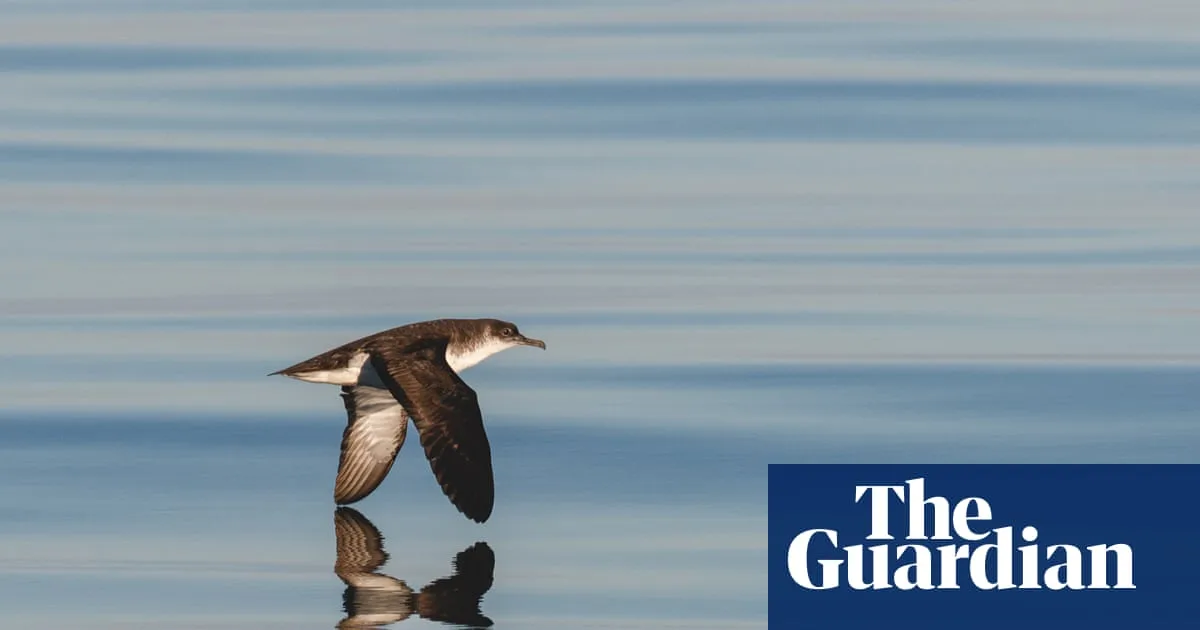 Manx shearwaters make timely return to Isle of Man after 10,000km migration