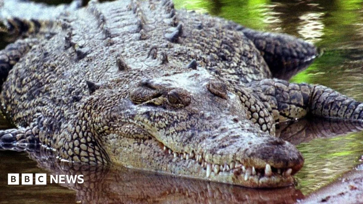Man survives crocodile attack in Queensland by prising jaws off head