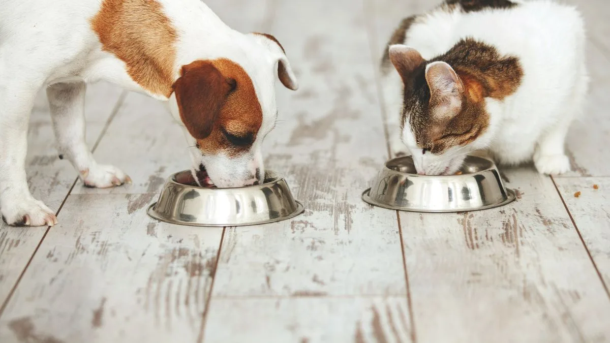 Pet owners warned: new recycling rules ban common pet items from bins