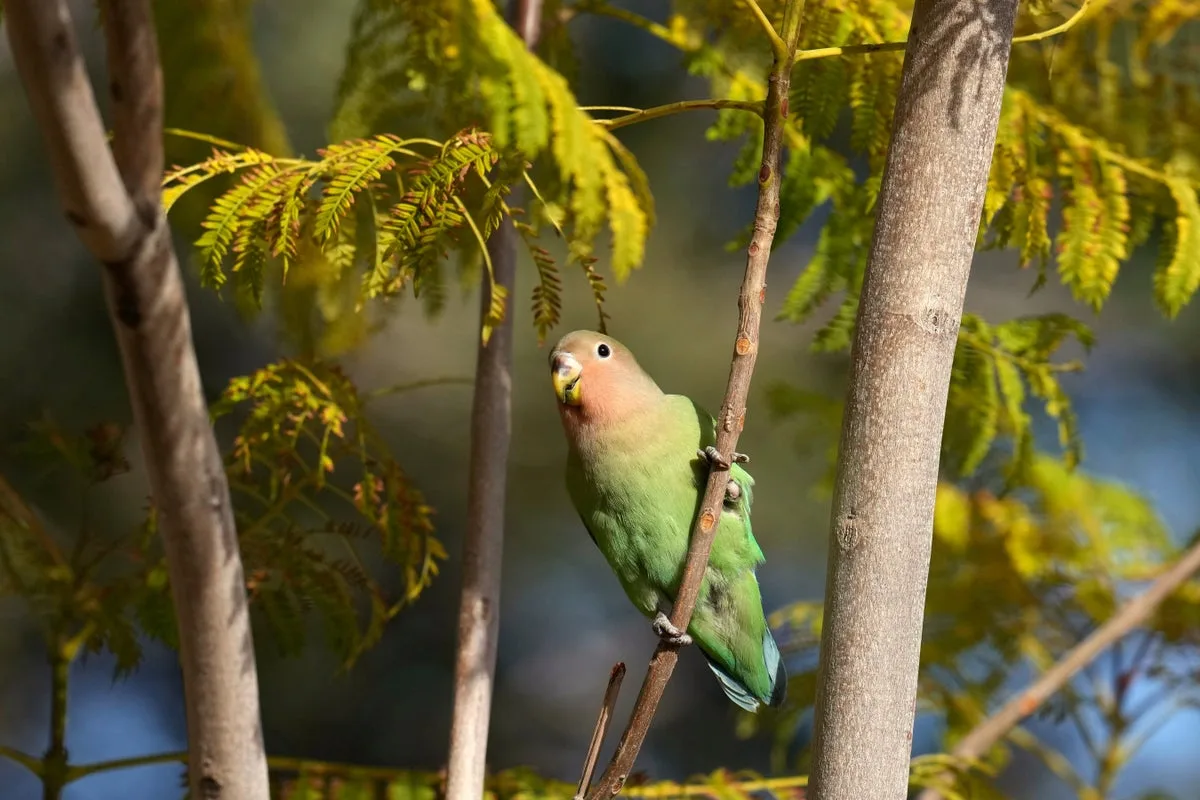 Phoenix lovebirds offer lessons in monogamy and resilience