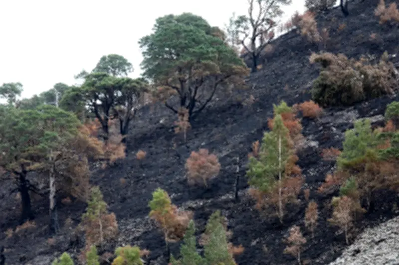 Plans finalised for staged re-opening of wildfire cordons in Glenmore