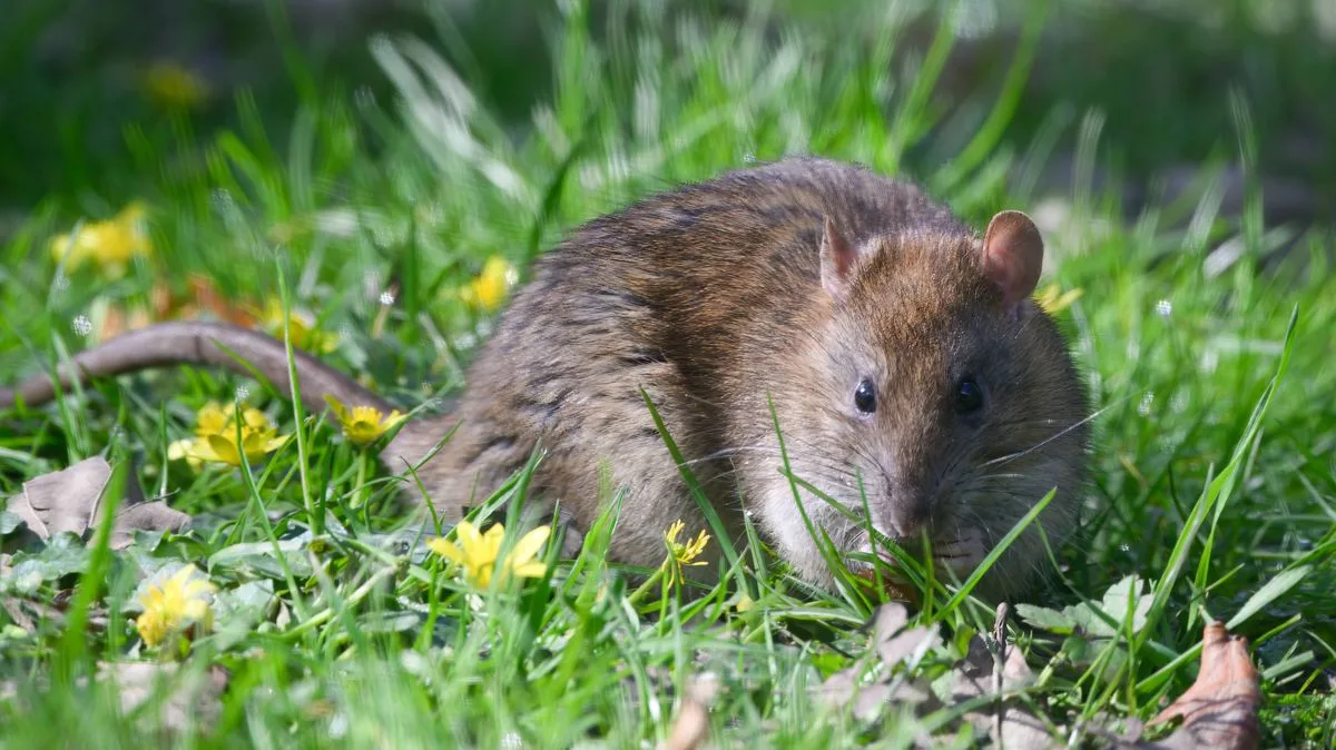Gardening expert reveals plants that make rats 'sprint in the opposite direction'