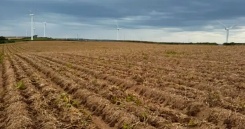 Potato shortage warning as record heatwave kills half of crops - 'they just die'