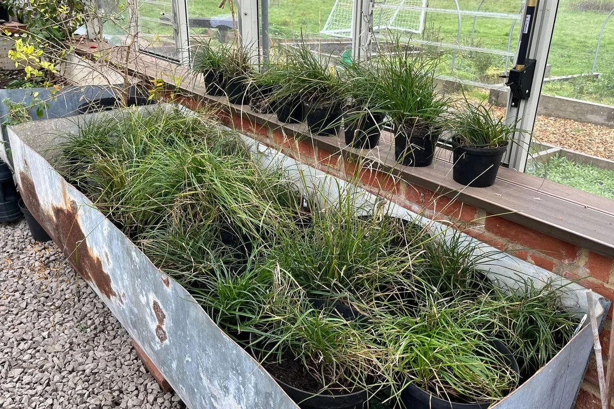 Rare UK plant rescued from public footpath in 'dramatic mission'