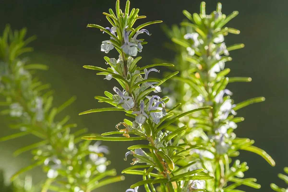 Rosemary's brain benefits: the science behind the ancient herb