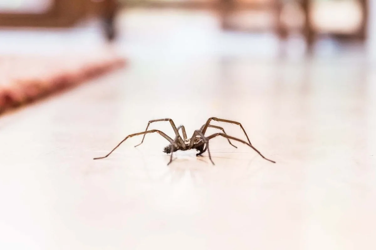 Giant house spiders 'the size of your hand' invade UK homes for mating season