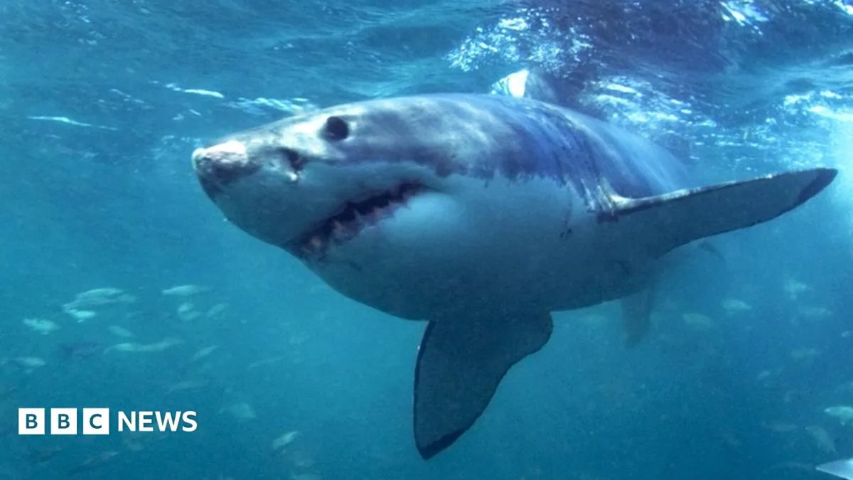 Surfer Survives Great White Shark Attack Off Kangaroo Island