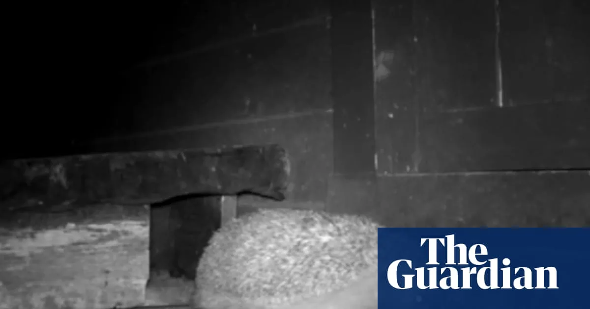 Three-legged hedgehog Houdini spends winter in Hove sanctuary