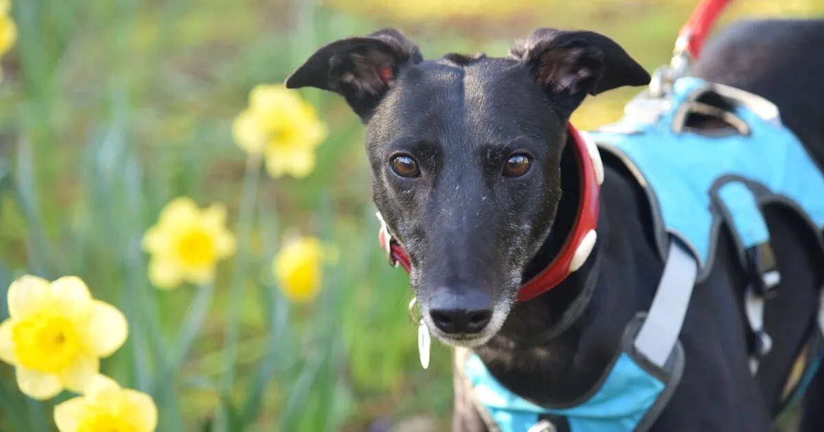 Rescue Dog Charm Waits 461 Days for Forever Home at Battersea