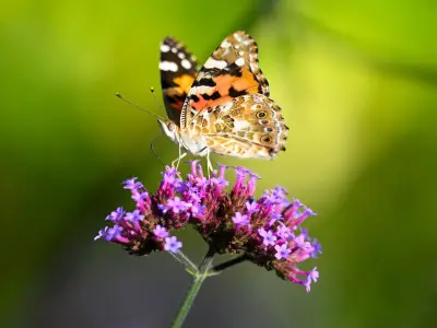 11 Heatwave-Proof Plants to Future-Proof Your Garden