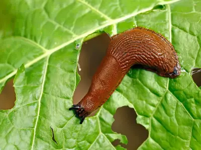 3 natural slug deterrents: coffee, garlic, eggshells