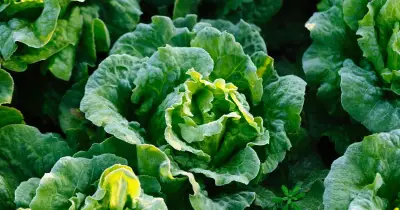 4 Best Vegetables to Plant in September for a Plentiful Patch