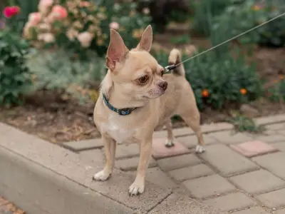 67 More Dog Breeds Could Be Banned in UK Over Health Fears