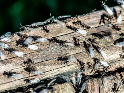 7 common summer pests and how to keep them out of your home