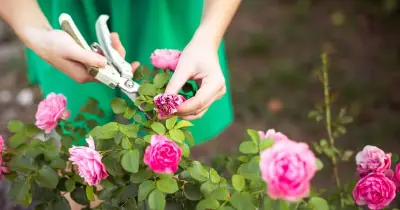 8 essential August gardening jobs to prepare your garden for autumn