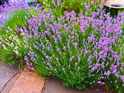 Add Gravel to Soil to Keep Lavender Blooming in August