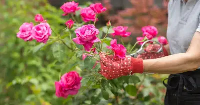 August Task to Keep Roses Blooming into Autumn