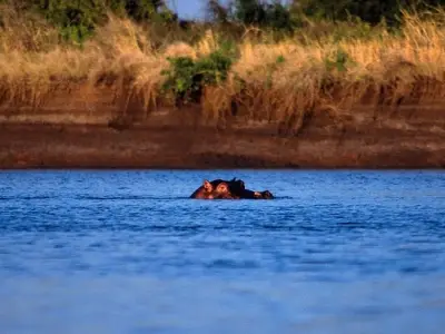 Baby girl killed in hippo attack in Kenya, child missing