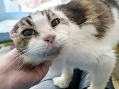 Battersea warns white-furred cats at risk of sun cancer after Buddy loses ears
