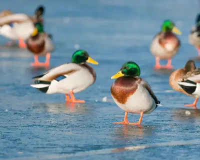 Bird flu virus that emerged in 1996 now killing wild birds in Australia