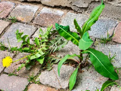 Boiling Water Beats Vinegar for Patio Weeds in 3 Days