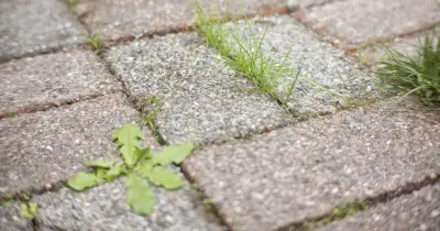 Boiling Water Kills Patio Weeds in 3 Days Naturally