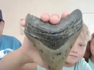 Boy, 11, Finds Massive Megalodon Tooth on Jersey Shore