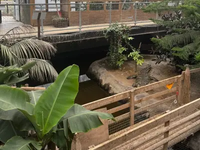 Boy injured in zoo crocodile pit discharged from hospital